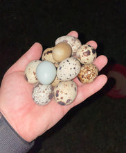 Load image into Gallery viewer, Fresh Quail Eggs
